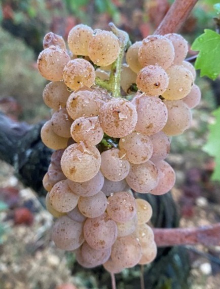 Close-up of Aligoté grapes growing in a Bourgogne vineyard, showing compact clusters used to produce high-acidity dry white wine.